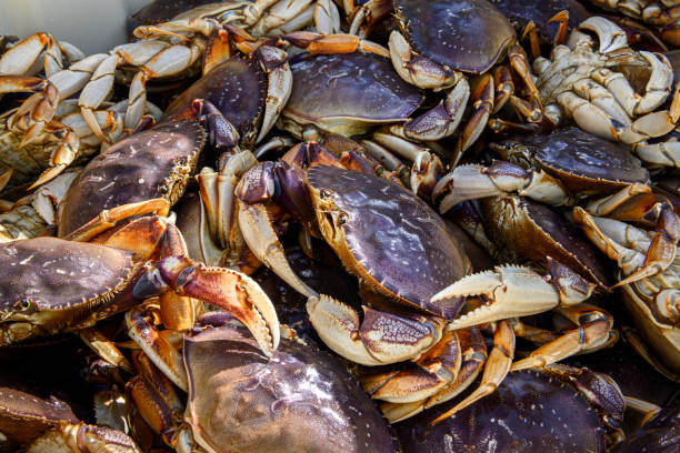 istock Live Dungeness Crabs in Shipping Container 1200412143
