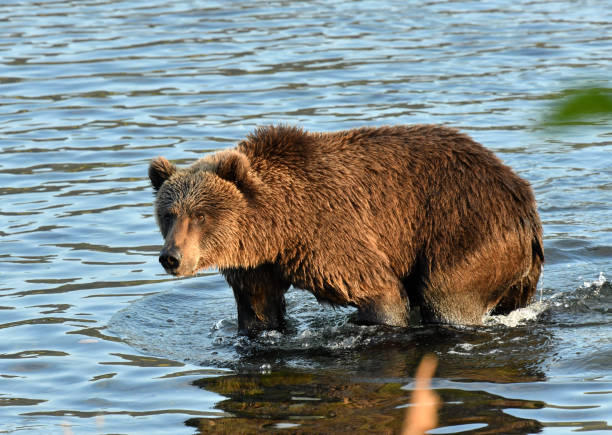 Brown Bear a young bear searches for and feeds on dead salmon along the Russian River near the town of Kodiak, Alaska kodiak island photos stock pictures, royalty-free photos & images