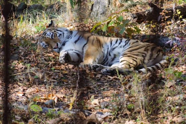 istock Amur tiger in a natural habitat. 1200412882
