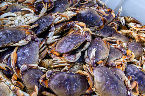 istock Live Dungeness Crabs in Shipping Container 1200413317