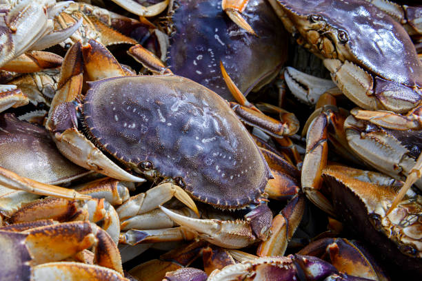 istock Live Dungeness Crabs in Shipping Container 1200414012