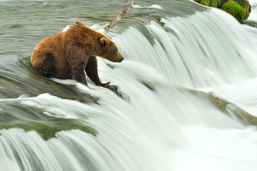 Bears feed on salmon along the Brooks river in Katmai National Park, Alaska