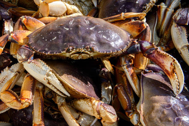 istock Live Dungeness Crabs in Shipping Container 1200414206