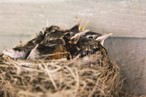 istock Baby Robins in a Nest 1200414281