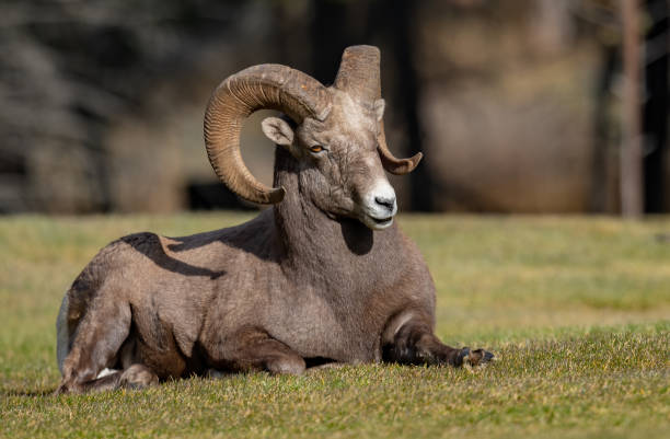 istock Bighorn Sheep in Canada 1200415130