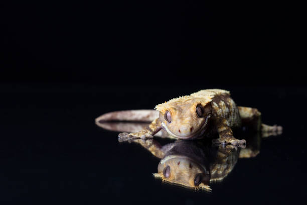 istock Studio shot of Crested Gecko and its reflection on black 1200417557