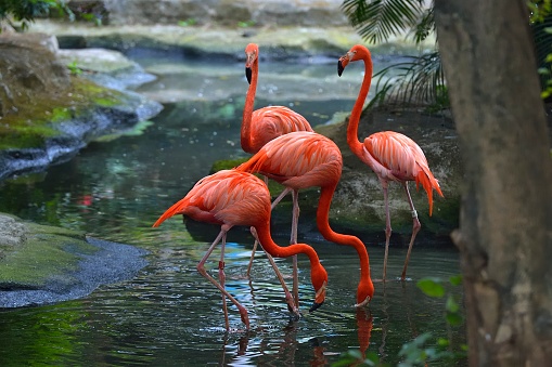 Four flamingos stand in the lake looking for food.