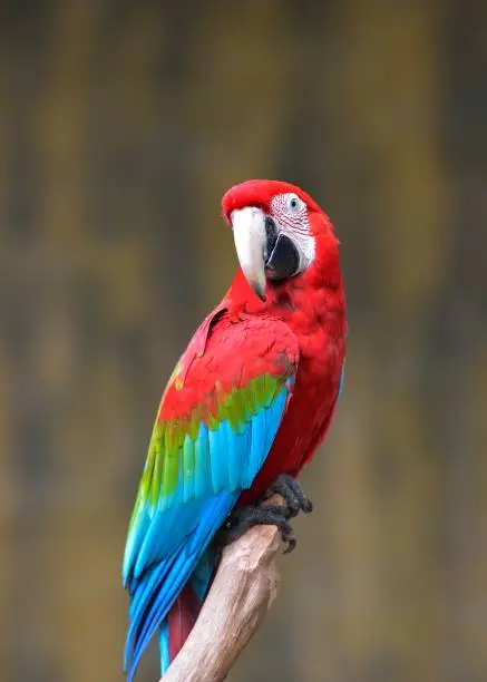 Macaws are found in tropical America. They are the most beautiful and largest genus of large parrots.
They have a gentle personality, can imitate human language, loved by people.