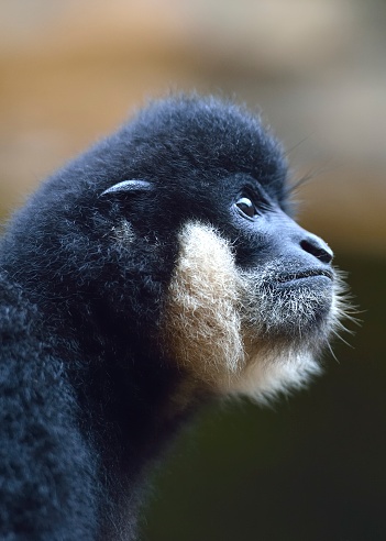 The gibbon's facial expression is very interesting, similar to humans.Their brains are so close to humans.