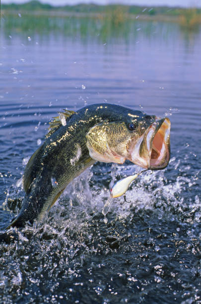 istock Largemouth Bass 6163 1200423492