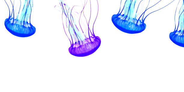 istock Blue jellyfish isolated on white background 1200424726