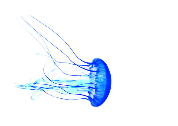 istock Blue jellyfish isolated on white background 1200424733