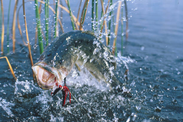 istock Largemouth Bass 6195 1200425415