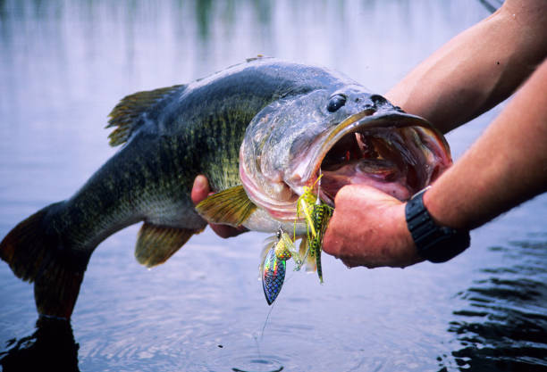 istock Largemouth Bass 6202 1200425584