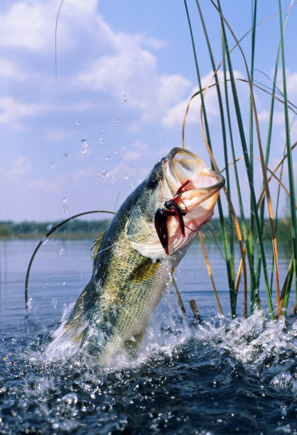 istock Largemouth Bass 6206 1200427190