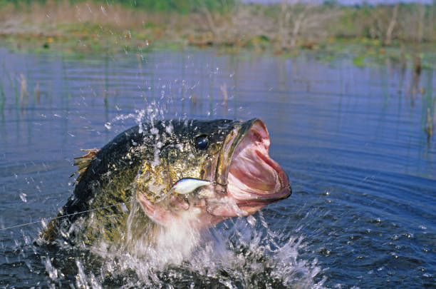 istock Largemouth Bass 6215 1200427380