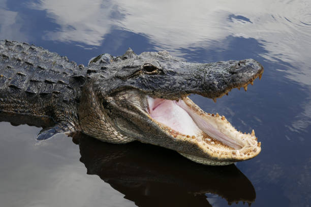 American alligator in a swamp in south Florida The alligator is a large crocodilian that lives in swamps in the southeastern states in the US alligator stock pictures, royalty-free photos & images