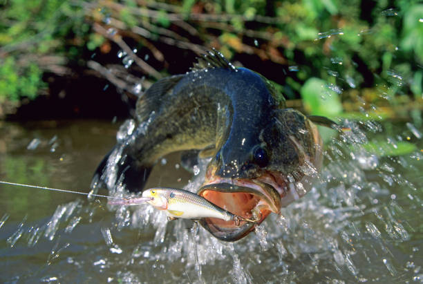 istock Largemouth Bass 6255 1200427531