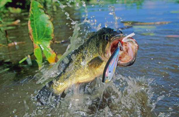 istock Largemouth Bass 6262 1200428220