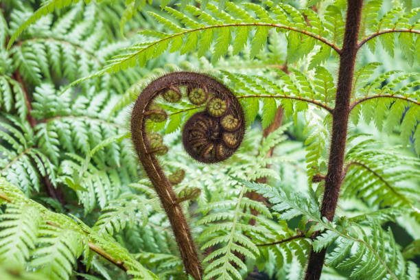 istock unfolding New Zealand koru frond with blurred background and copy space 1200428366