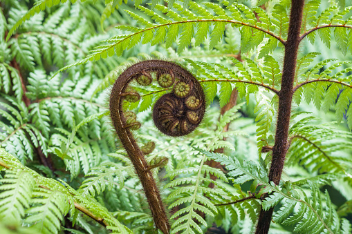 closeup of unfurling New Zealand koru frond with blurred background and copy space