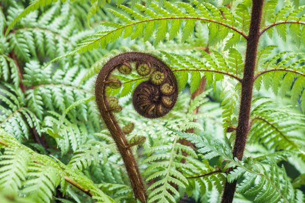 unfolding new zealand koru frond with blurred background and copy space - fern spiral frond green imagens e fotografias de stock