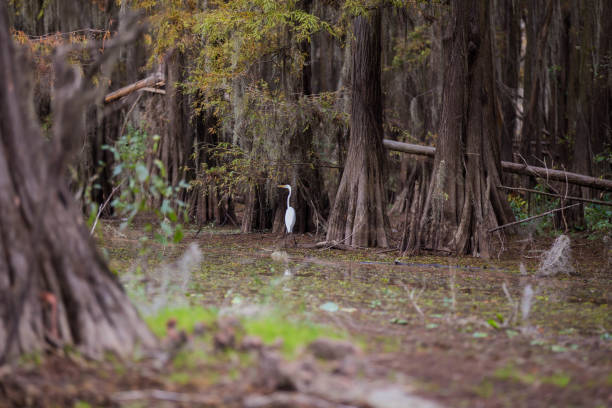 lago texas caddo - lago caddo - fotografias e filmes do acervo