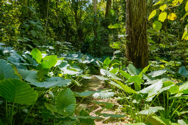 istock Sunlight in the green forest 1200434170