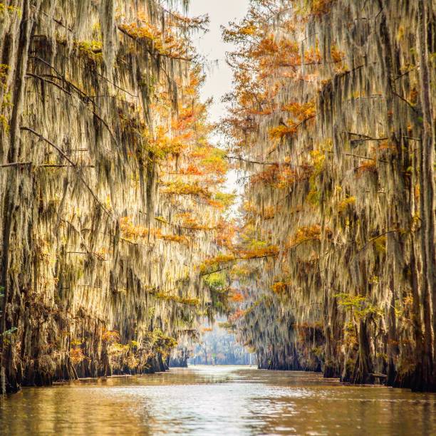 lago texas caddo - lago caddo - fotografias e filmes do acervo