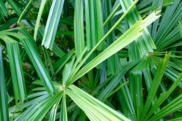 istock Tropical Palm Leaves 1200434303