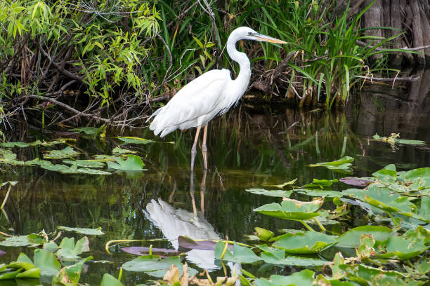 istock Great white heron in Everglades National Park in Florida 1200440375