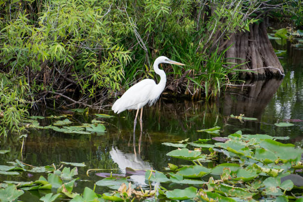 istock Great white heron in Everglades National Park in Florida 1200440378