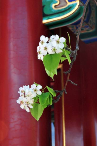 istock Blossoms in the Forbidden City 1200443355