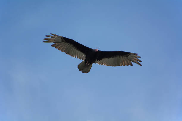 istock Turkey vulture in south Florida 1200444506