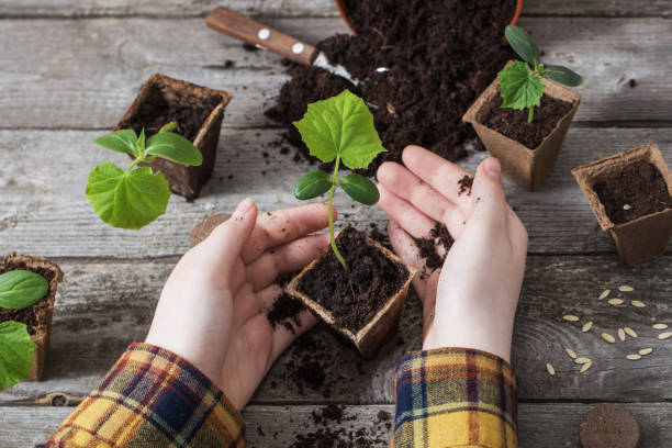 istock hand and cucumber seedlings on a wooden table 1200444684