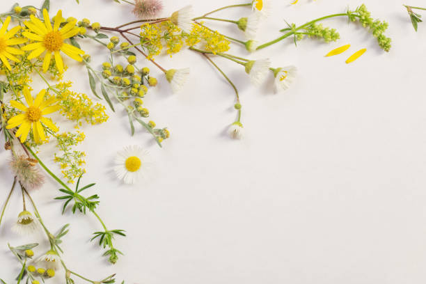 istock wildflowers on white paper background 1200444699