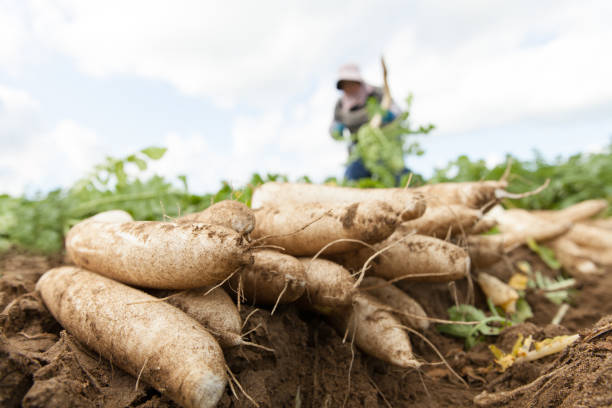 radish farmer farmer picking radish in farmland dikon radish stock pictures, royalty-free photos & images