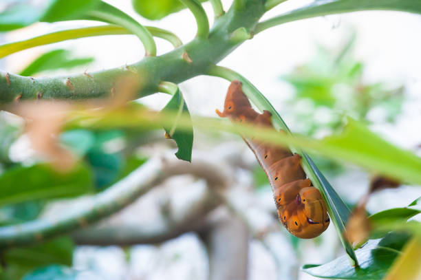 istock Big brown caterpillar on leaf 1200444771