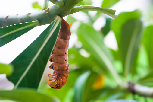 Beautiful brown caterpillar crawling on tree leaf