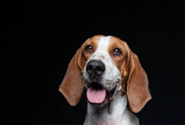 istock Hound Dog Mix Breed Portraits against black backdrop 1200444938