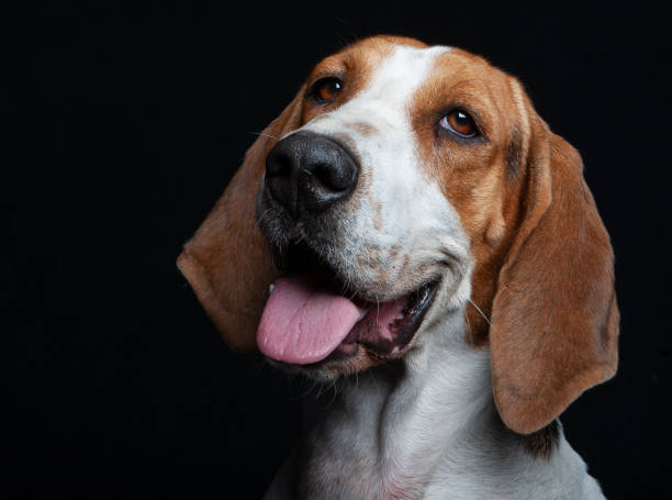 istock Hound Dog Mix Breed Portraits against black backdrop 1200444943
