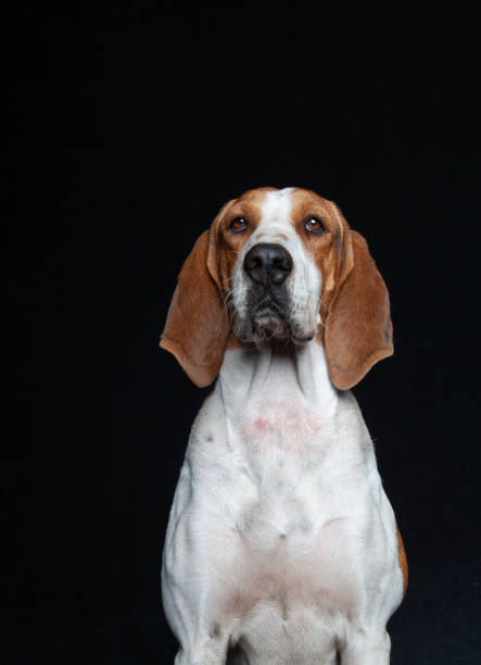 istock Hound Dog Mix Breed Portraits against black backdrop 1200444946