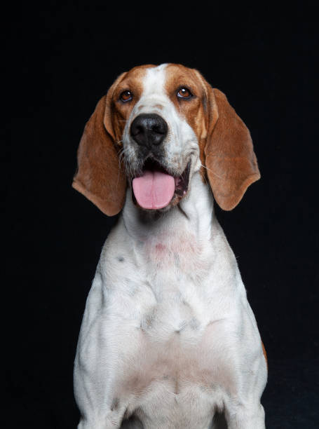 istock Hound Dog Mix Breed Portraits against black backdrop 1200444953