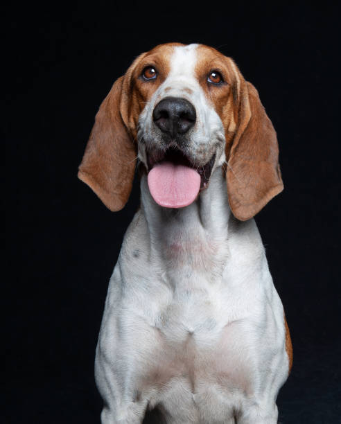istock Hound Dog Mix Breed Portraits against black backdrop 1200444954