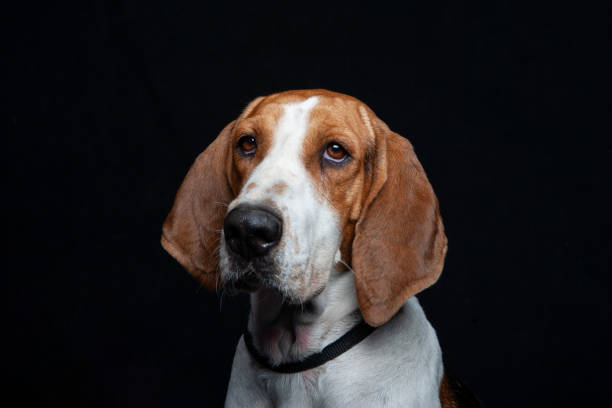 istock Hound Dog Mix Breed Portraits against black backdrop 1200444959