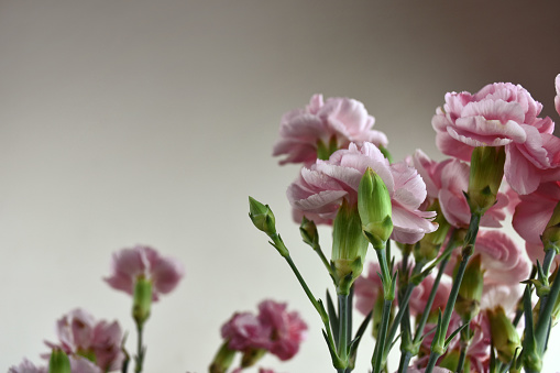Bouquet of beautiful pink carnations on pastel background. Carnation for mothers day, wedding and valentines day. Close up