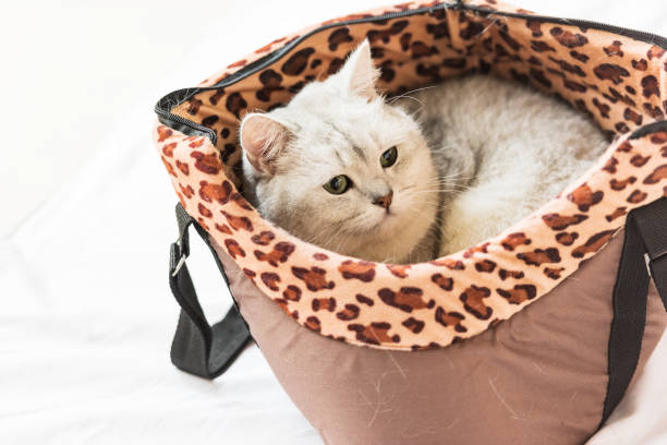 istock Shorthair grey cat hiding in backpack 1200445937