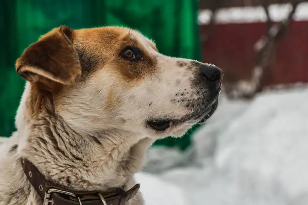 A Head of a big beautiful pooch brown-white dog with brown eyes in a brown leather collar is guarding the yard in winter