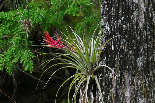 Air plant attached to a tree