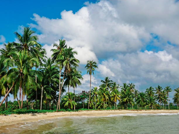 istock tropical coconut trees up to good sky day 1200448302